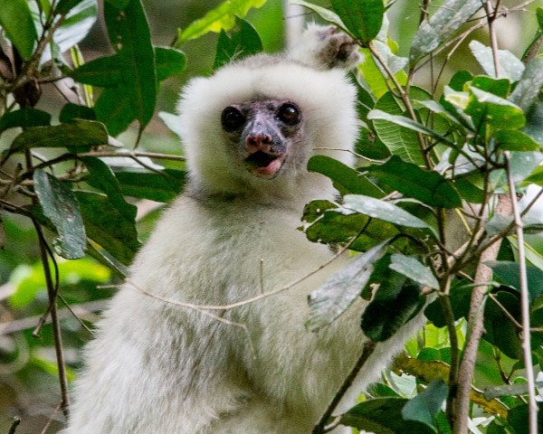 A white, fluffy lemur with a black face is sitting in a tree, surrounded by green leaves