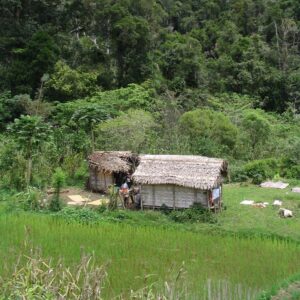 Small bamboo hut in green field with dense forest behind