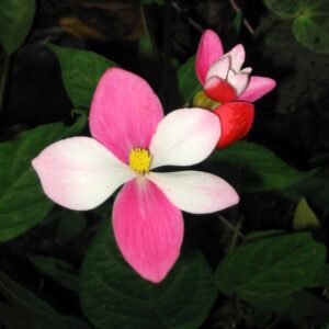 Pink and white flower with flower bud behind