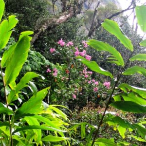 Large plants, some with small pink flowers, other with large, bright-green leaves