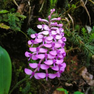 Cluster of bright pink flowers