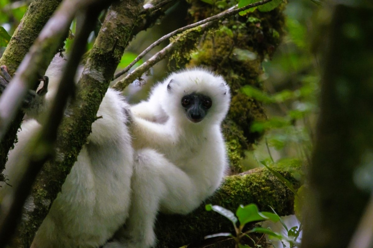 A fluffy white baby lemur with black face and big round brown eyes holds onto the back of its mother in a tree