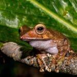Amphibian01