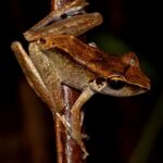 Amphibian02