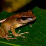 Amphibian03