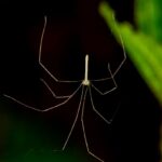 Arachnid01