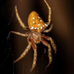Arachnid02