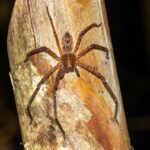 Arachnid05