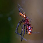 Arachnid08