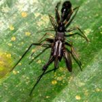 Arachnid11