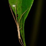 Arachnid13