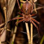 Arachnid15