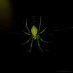 Arachnid17