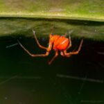 Arachnid18