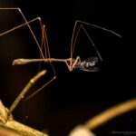 Assassin Bug (Empicoris sp.)