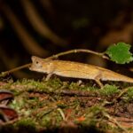 Brookesia griveaudi