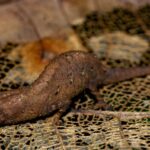Brookesia tedi