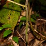 Cranefly (Tipulidae)