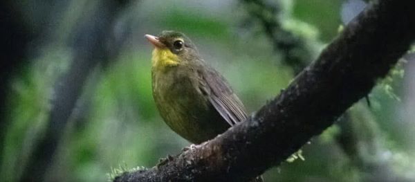 A bird with brown back and yellow throat and breast sits on a branch, looking at the camera