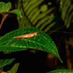 Insect02