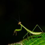 Insect05