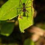 Odontomachus coquereli