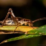 Insect09