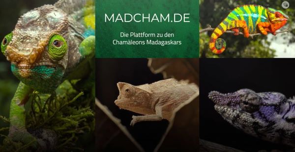 Madcham.de videos screenshot