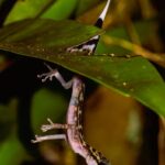 Paroedura gracilis
