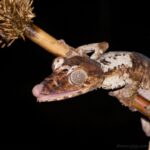 Marojejy Reptile