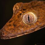 Marojejy Reptile