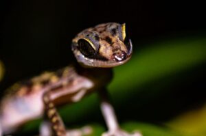 Paroedura gracilis