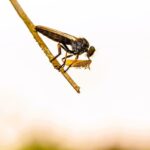 Robber Fly (Asilidae)
