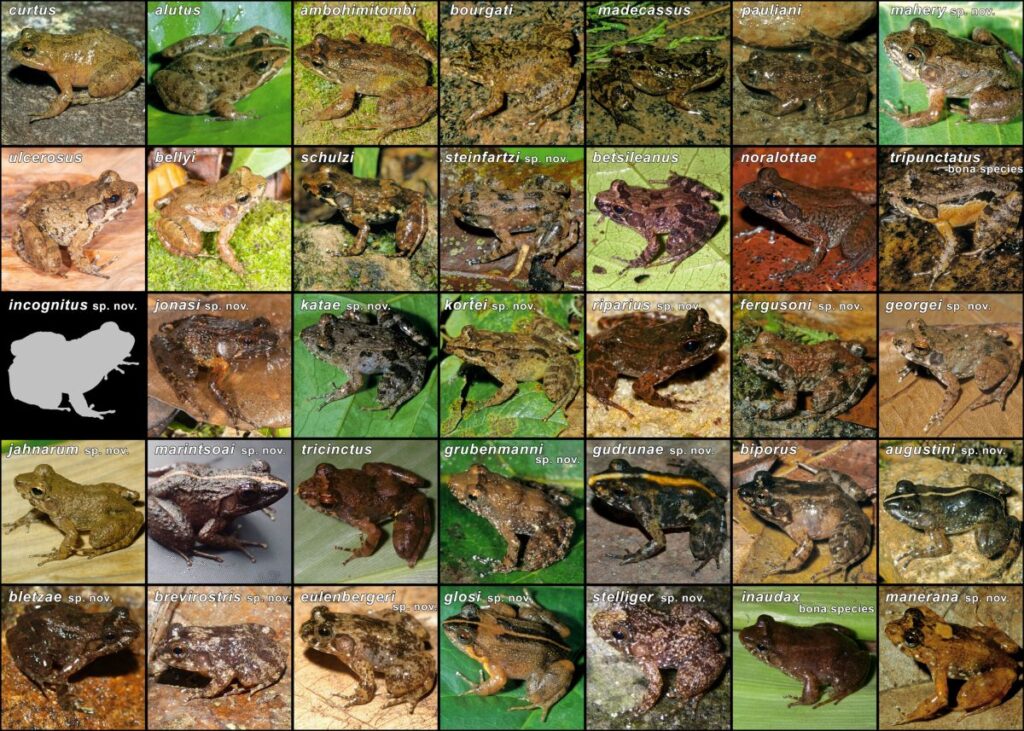 A composite photo showing 35 different species of frogs