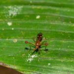 Stalk-Eyed Fly (Diopsidae)