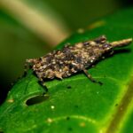 Tetrigidae