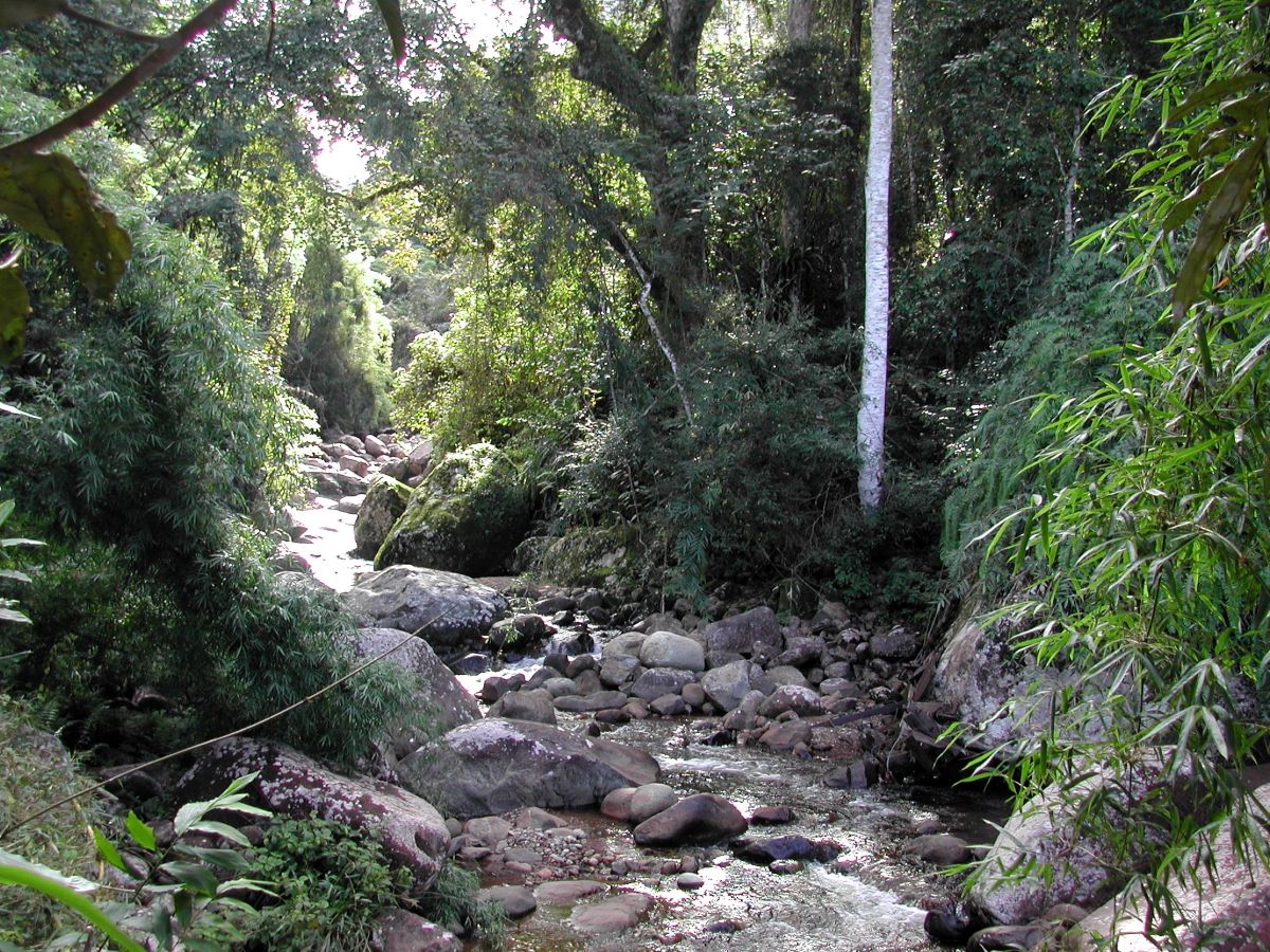 A small, boulder-strewn creek winds down through dense rainforest filled with bamboo and big trees covered with vines