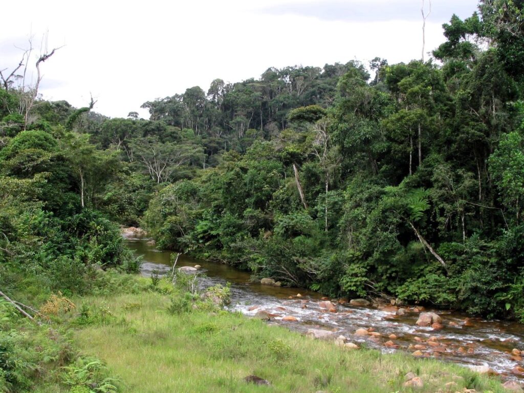 Tall trees and a green grassy meadow line the banks of a rippling river