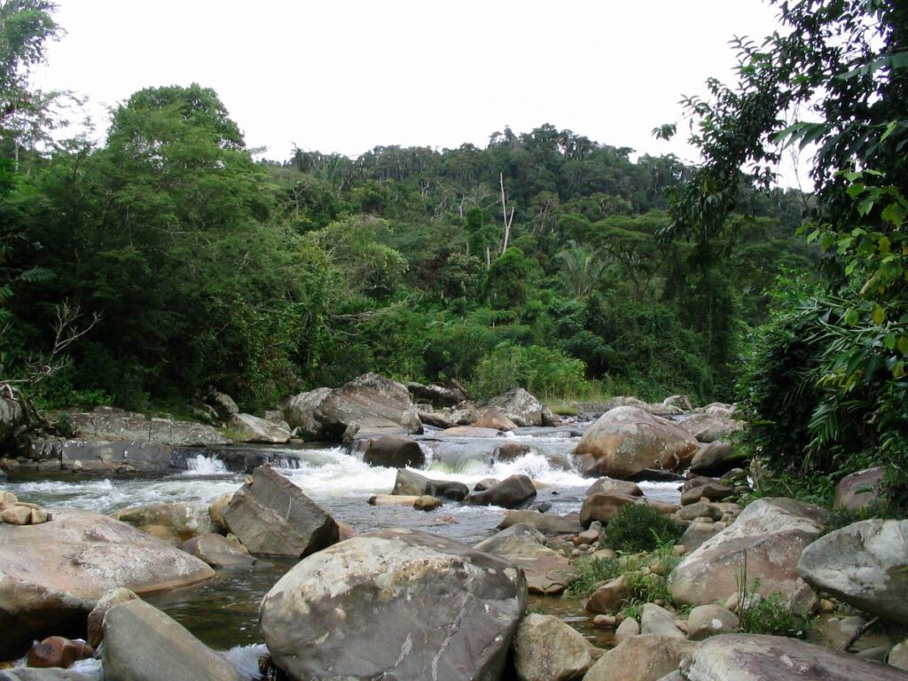 A river full of large gray boulders and white foaming pools runs through the deep green rainforest