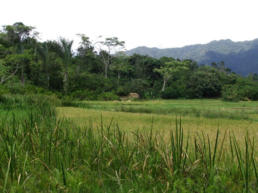 A tiny bamboo hut is nestled at the base of a forested hillside with emerald-green rice fields stretching out in front of it