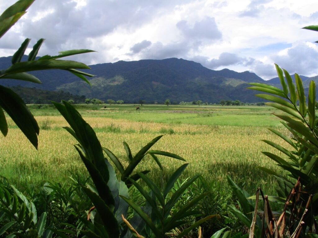 Green leaves frame a pastoral scene of cows grazing in a green field with forested mountains rising up in the distance