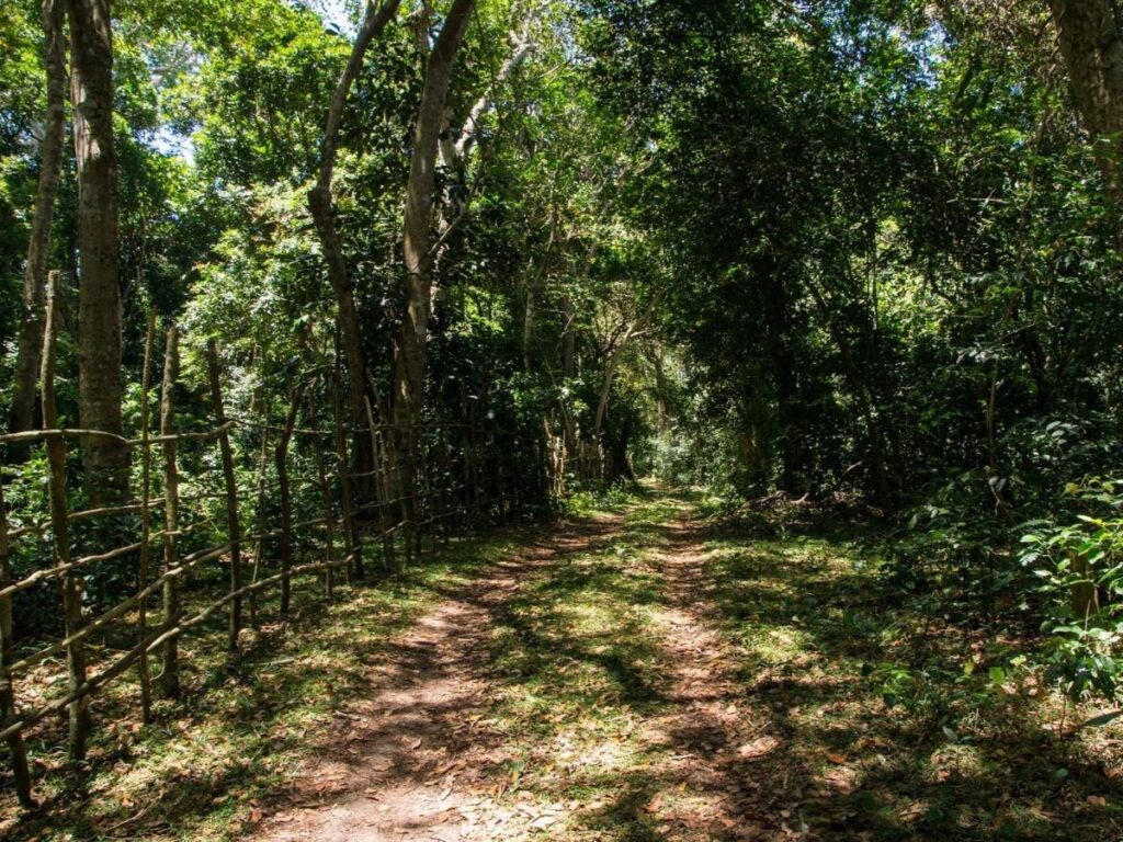 The faint tracks of a dirt road wind through the dense forest; a rough stick fence lines one side of the road