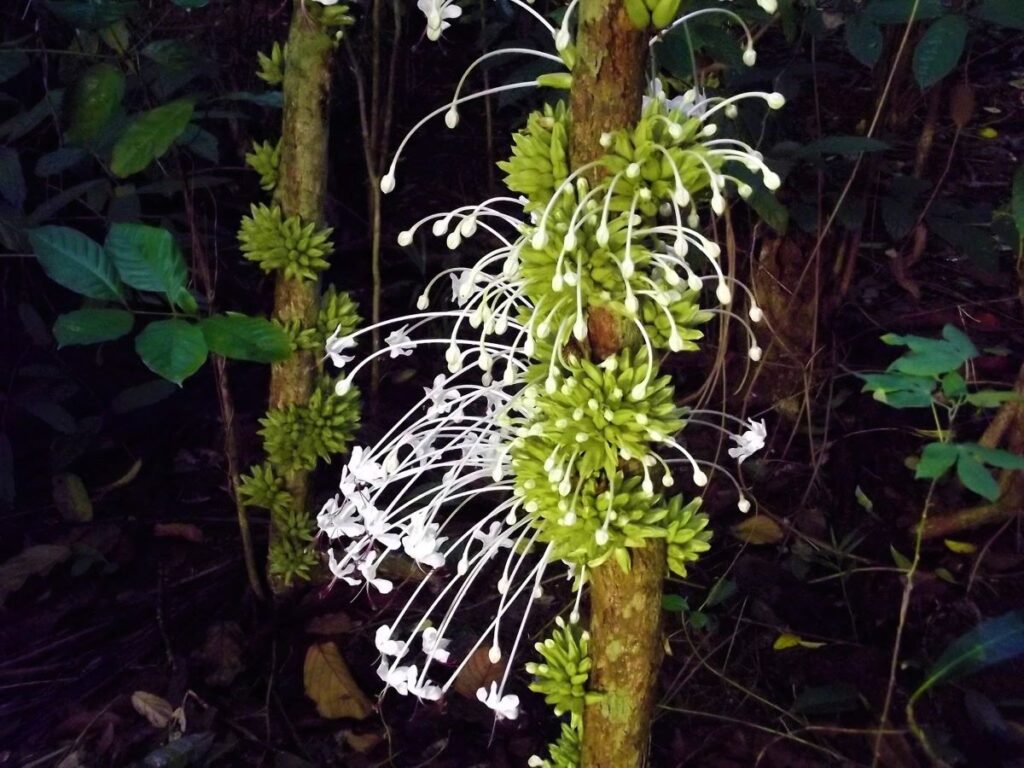 Numerous pure white blossoms on long white stems sprout from a tree trunk