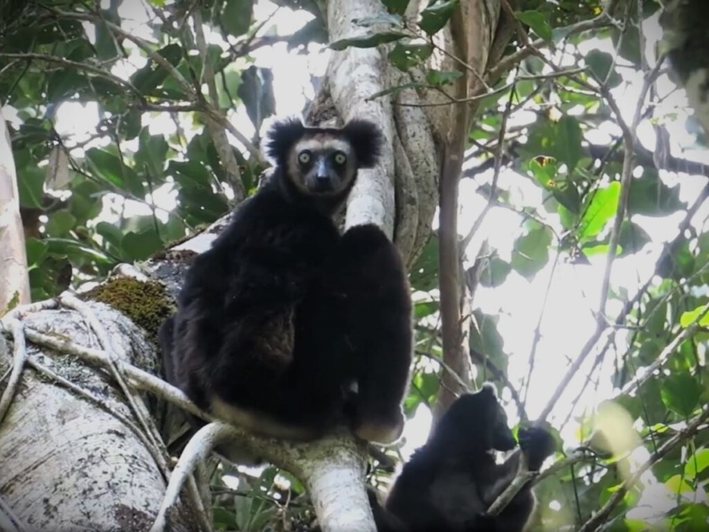 A black indri with big fuzzy round ears sits in a tree and looks straight at the camera with large piercing yellow eyes