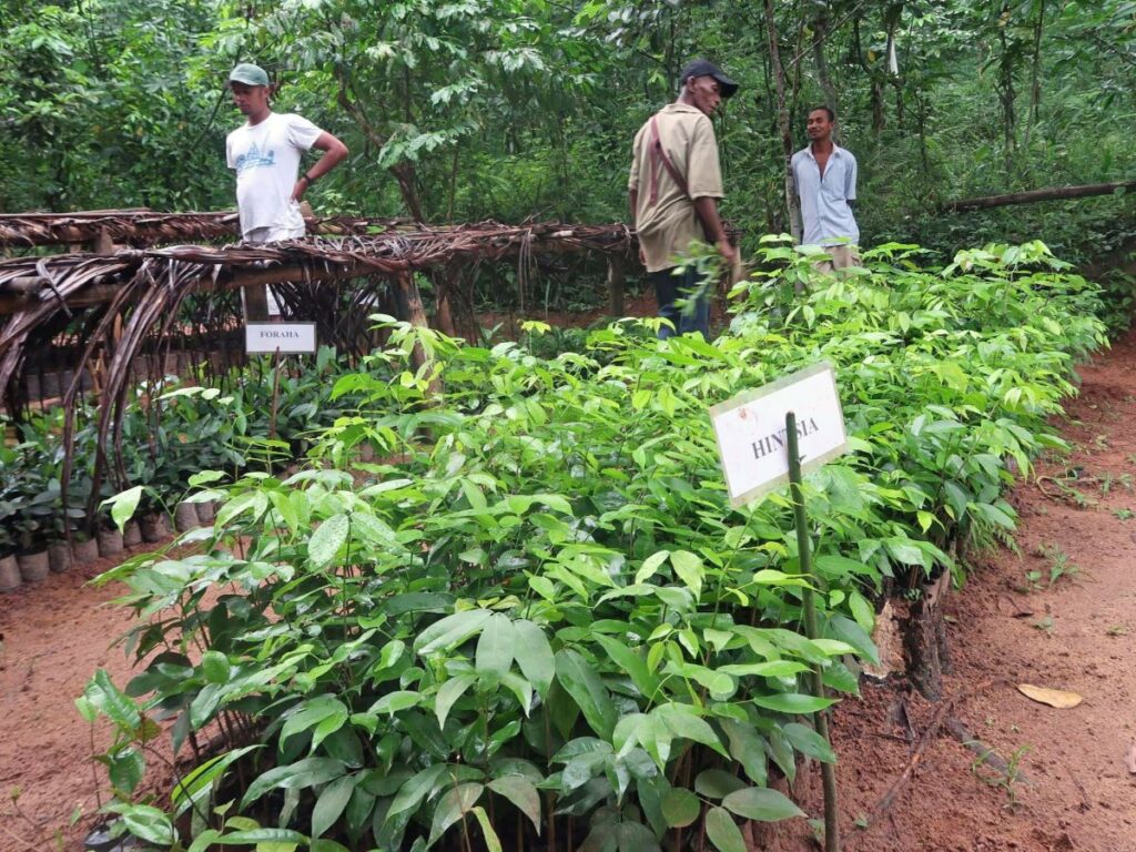 Three men are in a tree nursery with hundreds of seedlings. Some are labeled as "hintsia" and others are labeled as "foraha"