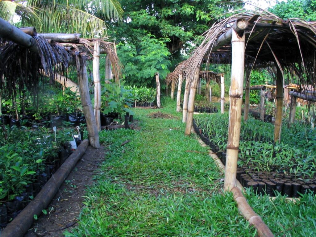 Hundreds of tree seedlings grow in small black pots which are neatly arranged beneath rough bamboo and palm-thatched shade shelters