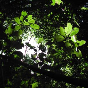 Light through forest canopy
