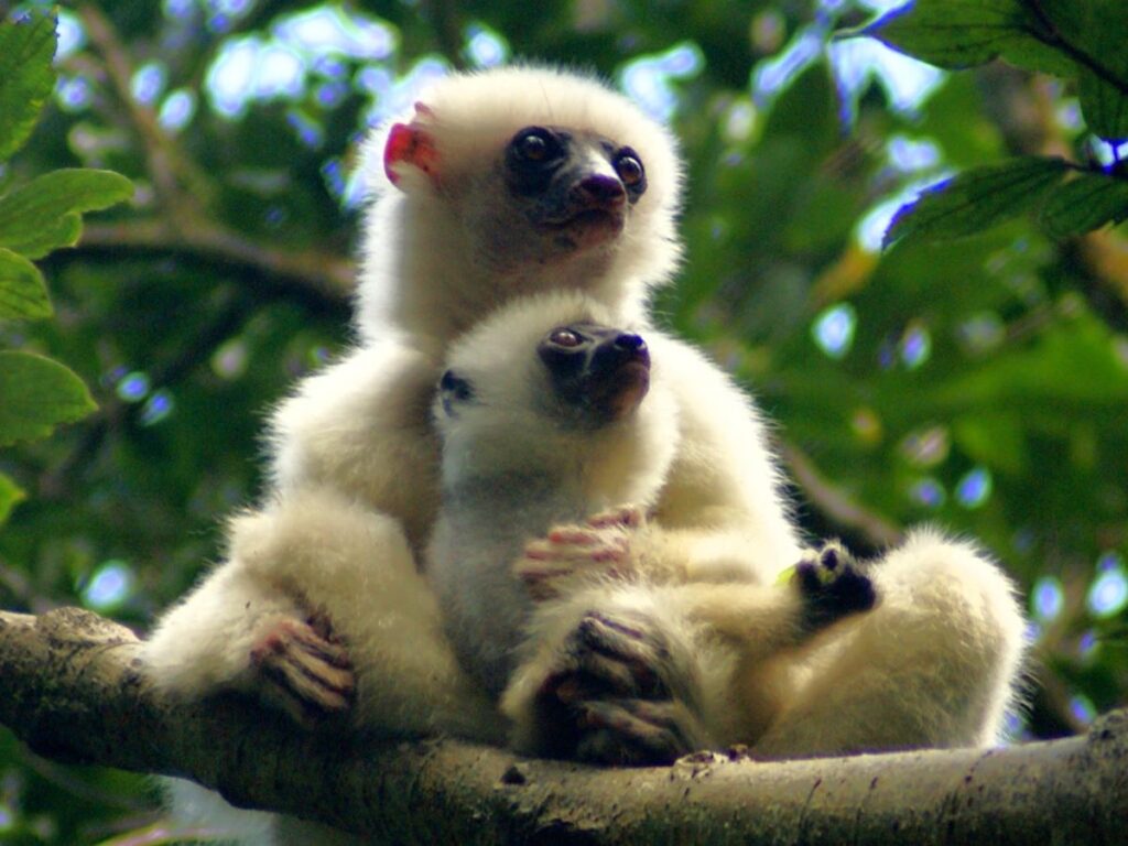A mother lemur sits on a branch in a tree, holding her baby in her lap. Both the mother and baby have black faces and pure white, silky fur.