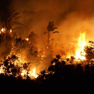 Tavy fire