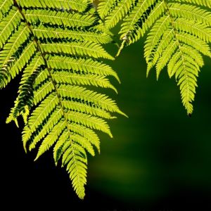 Fern leaves